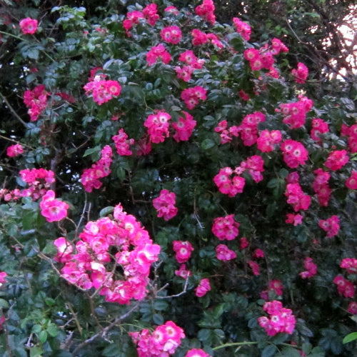 Rosa American Pillar - Rambling Rose