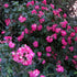 Rosa American Pillar - Rambling Rose