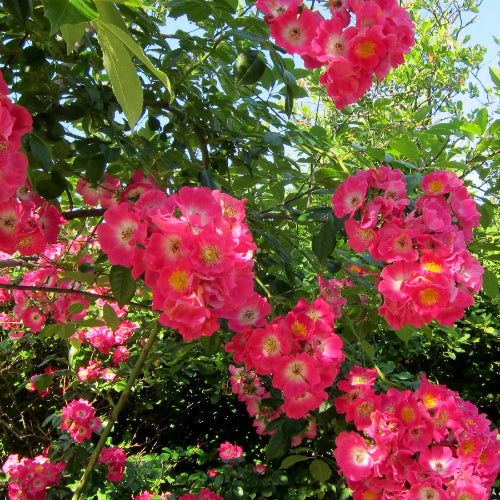 Rosa American Pillar - Rambling Rose