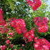 Rosa American Pillar - Rambling Rose