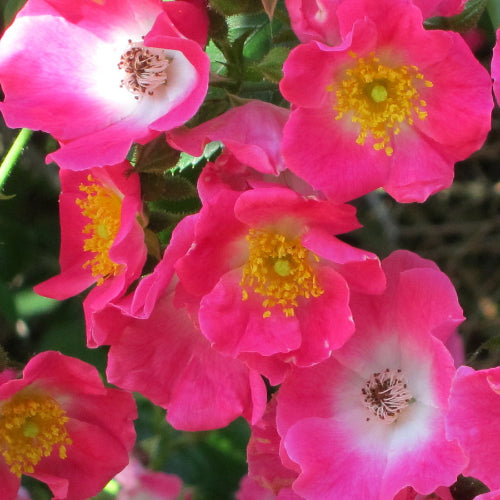 Rosa American Pillar - Rambling Rose