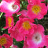 Rosa American Pillar - Rambling Rose