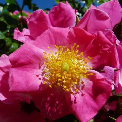 Rosa American Pillar - Rambling Rose