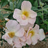 Rosa Sally Holmes -  Shrub Rose
