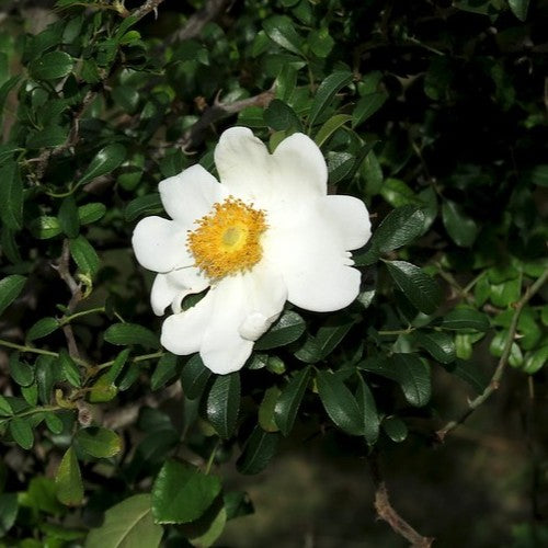 Rosa bracteata