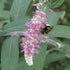 Rostrinucula dependens
