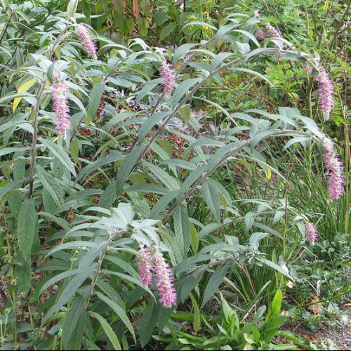 Rostrinucula dependens