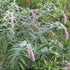 Rostrinucula dependens