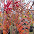 Sorbus Chinese Lace