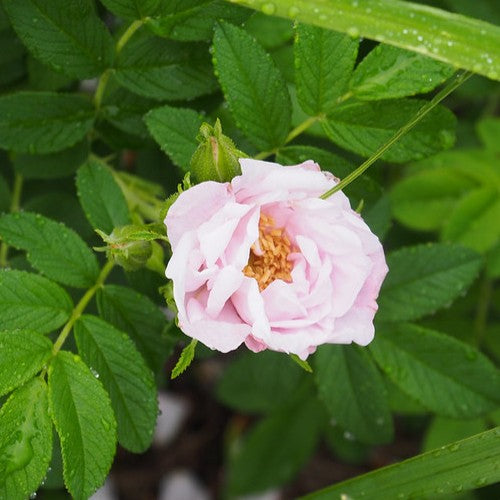 Rosa Schneekoppe (Snow Pavement) - Rugosa Rose