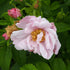 Rosa Schneekoppe (Snow Pavement) - Rugosa Rose