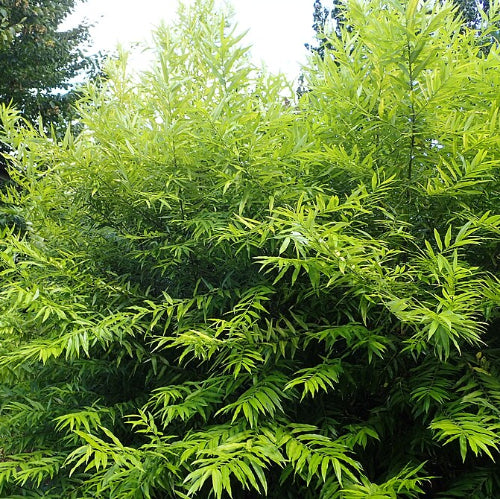Salix Udenensis Golden Sunshine