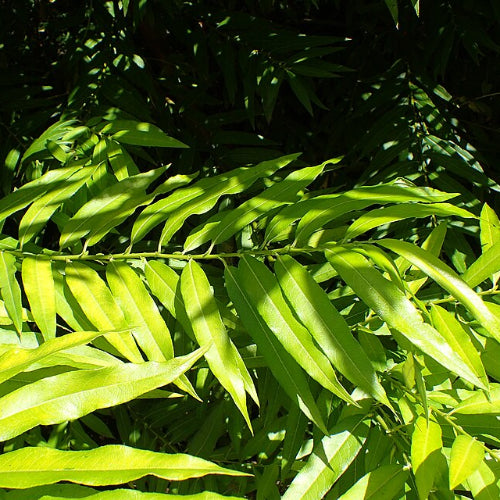 Salix Udenensis Golden Sunshine