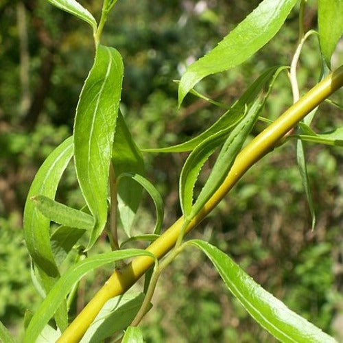Salix x sepulcralis Caradoc - Twisted Willow