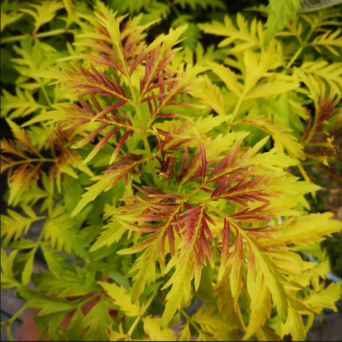 Sambucus racemosa Sutherland Gold