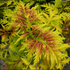 Sambucus racemosa Sutherland Gold