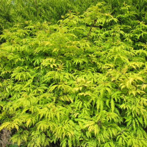 Sambucus racemosa Sutherland Gold