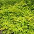 Sambucus racemosa Sutherland Gold