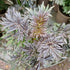 Sambucus nigra Laced Up