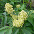 Sambucus racemosa - Red Elderberry