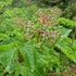 Sambucus racemosa - Red Elderberry