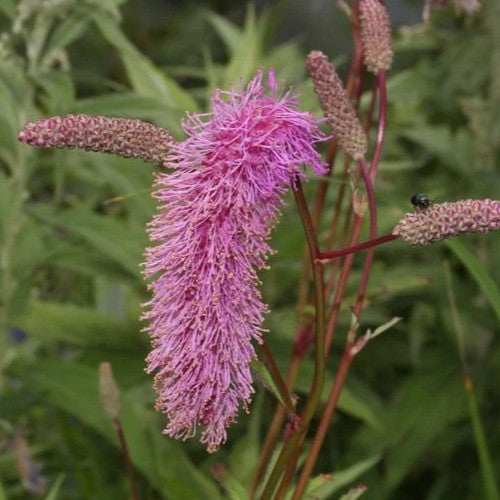 Sanguisorba Pink Brushes