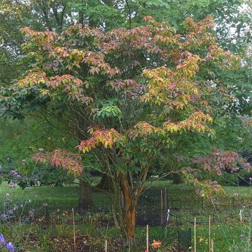 Sapium japonicum (Neoshirakia japonica)
