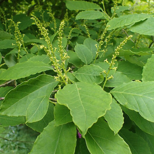 Sapium japonicum (Neoshirakia japonica)