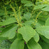 Sapium japonicum (Neoshirakia japonica)