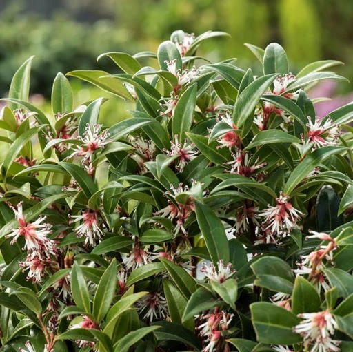 Sarcococca hookeriana Winter Gem