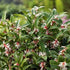 Sarcococca hookeriana Winter Gem