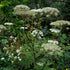 Selinum Wallichianum