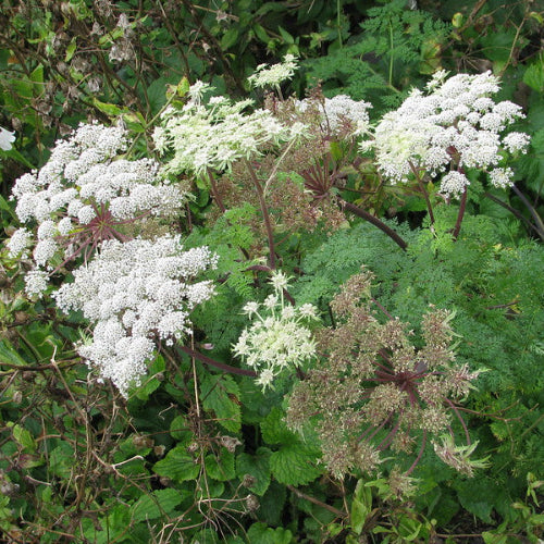 Selinum Wallichianum