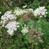 Selinum Wallichianum