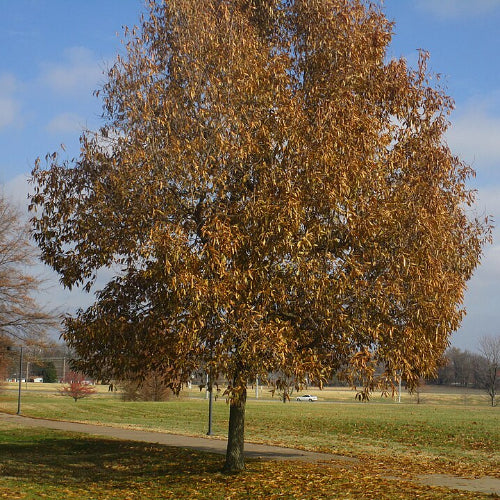 Quercus imbricaria - Shingle Oak
