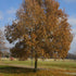 Quercus imbricaria - Shingle Oak