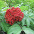 Sorbus sargentiana