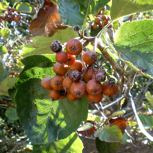 Sorbus latifolia