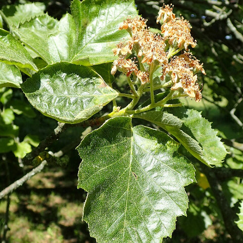 Sorbus latifolia