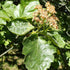 Sorbus latifolia