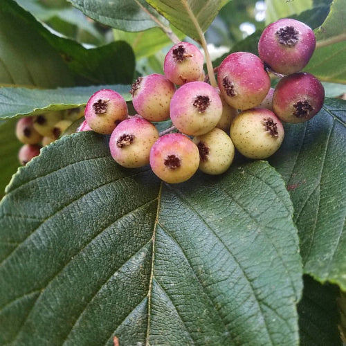 Sorbus pallescens