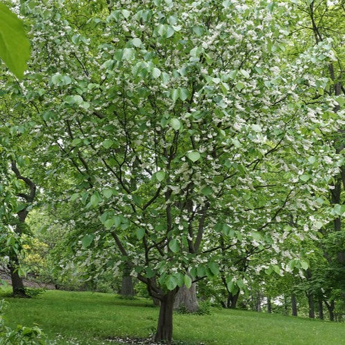 Styrax obassia