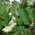 Styrax obassia