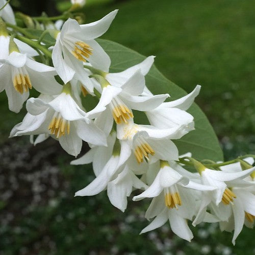 Styrax obassia