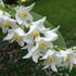 Styrax obassia