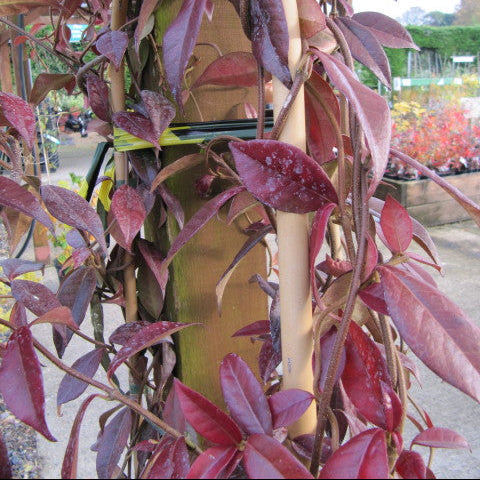 Trachelospermum jasminoides Winter Ruby