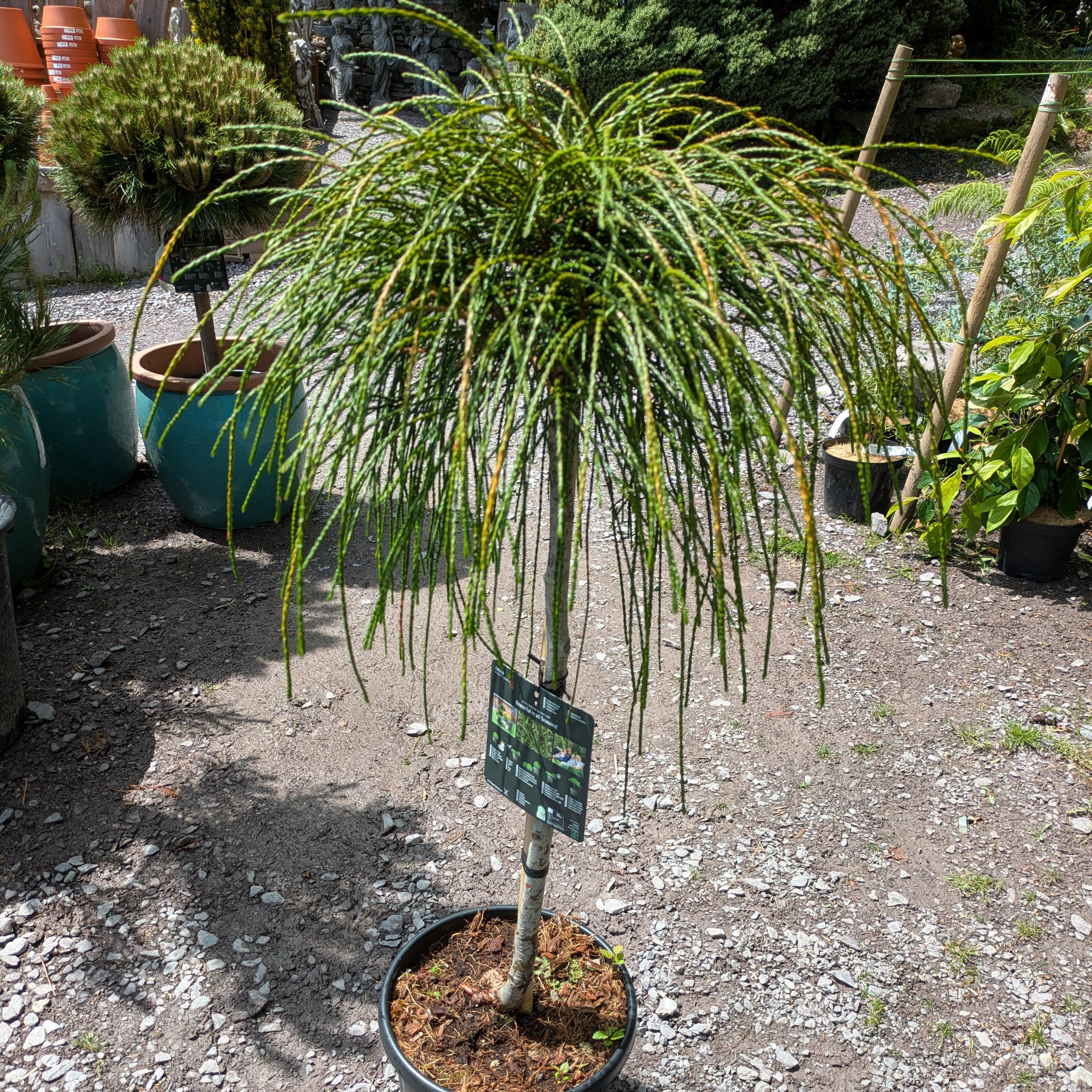 Thuja pl. Whipcord