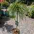 Thuja pl. Whipcord