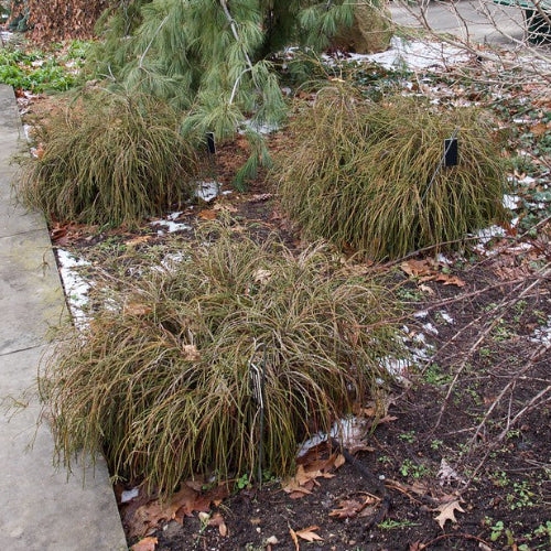 Thuja pl. Whipcord