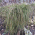 Thuja pl. Whipcord